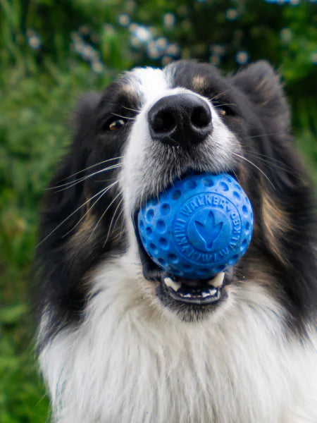 Balle Let's Play - Kiwi Walker