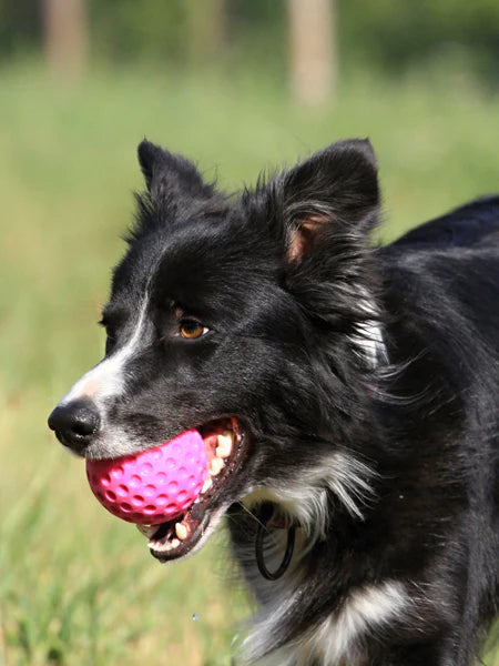 Balle Let's Play - Kiwi Walker