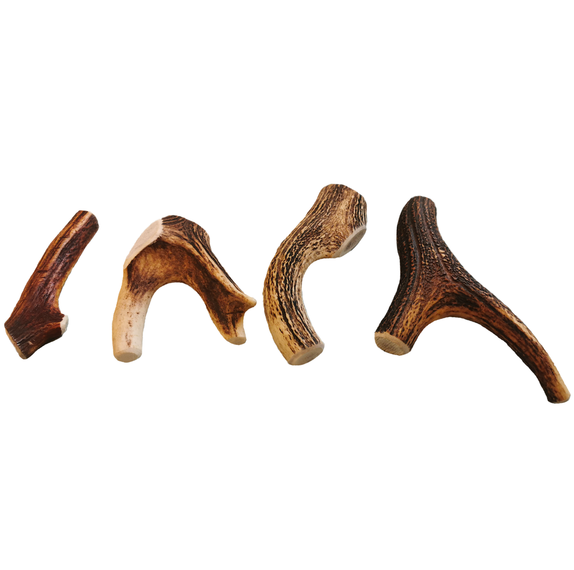 Bois de cerf entier