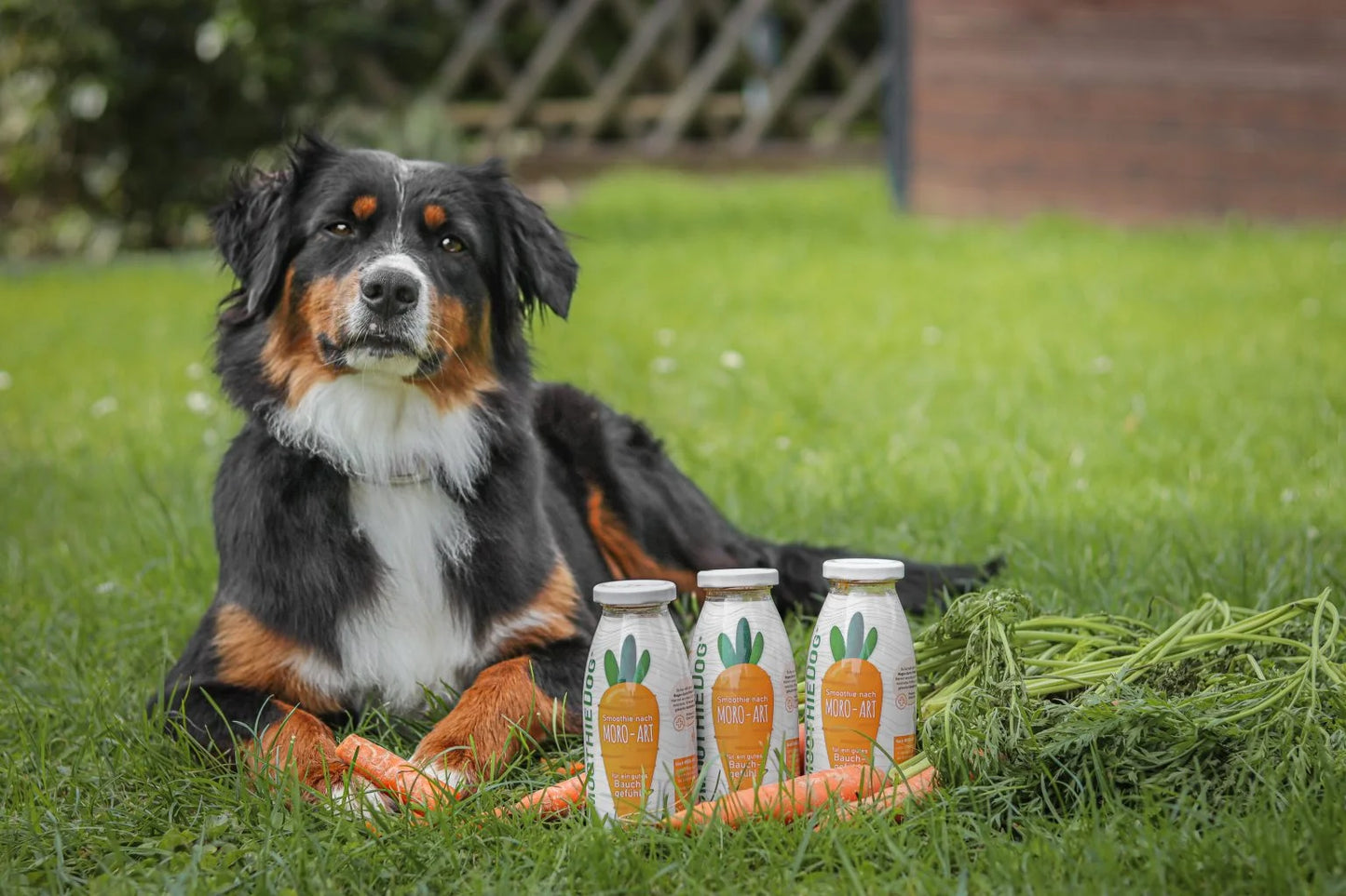Smoothie Veggie/Fruits - Smoothiedog