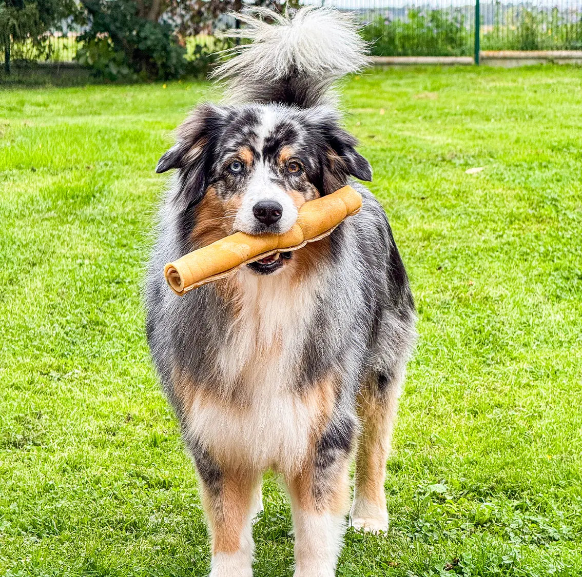 Joue de boeuf roulée