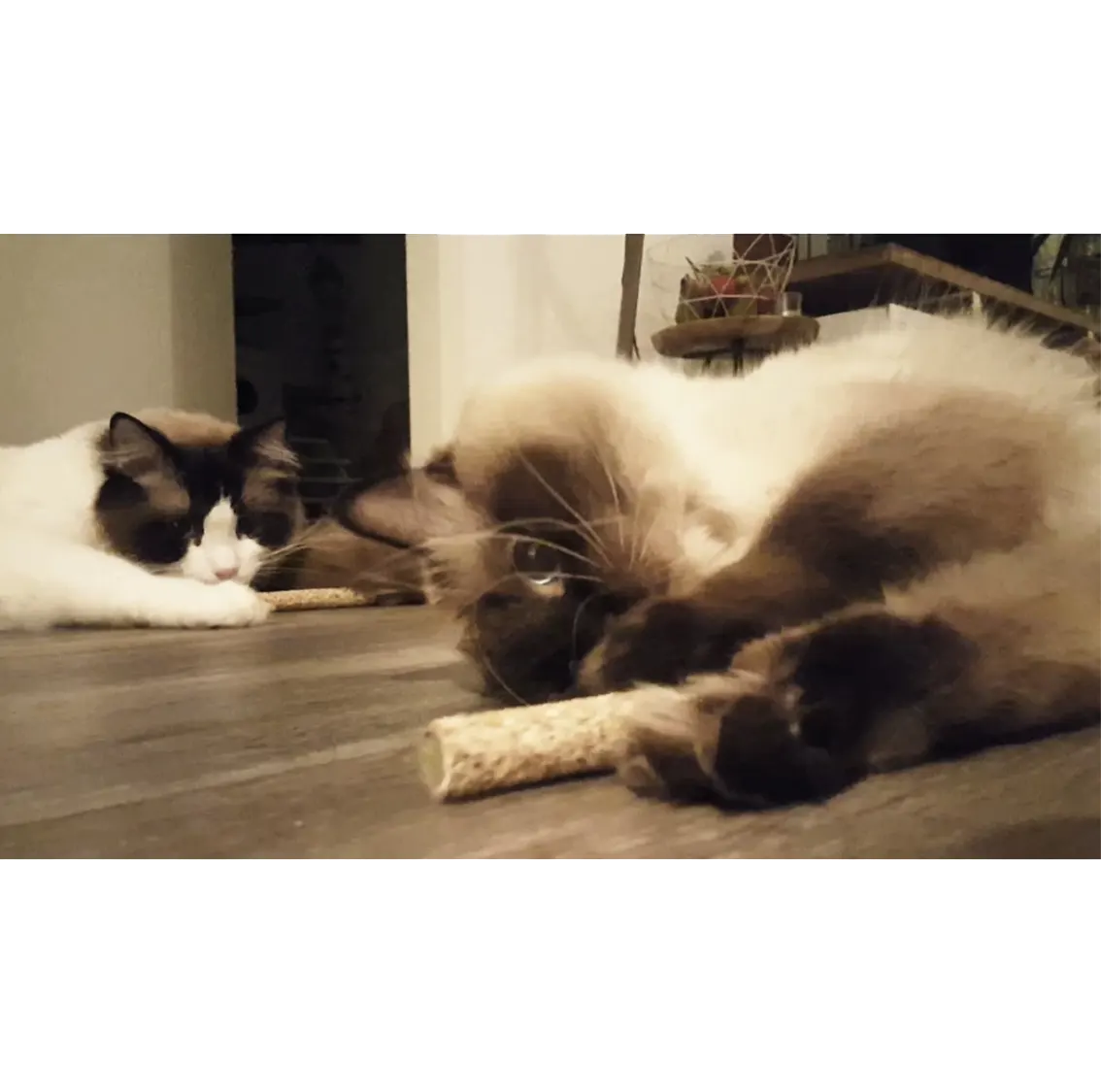 Jouets pour chat - Herbe à chat & bâton de matatabi