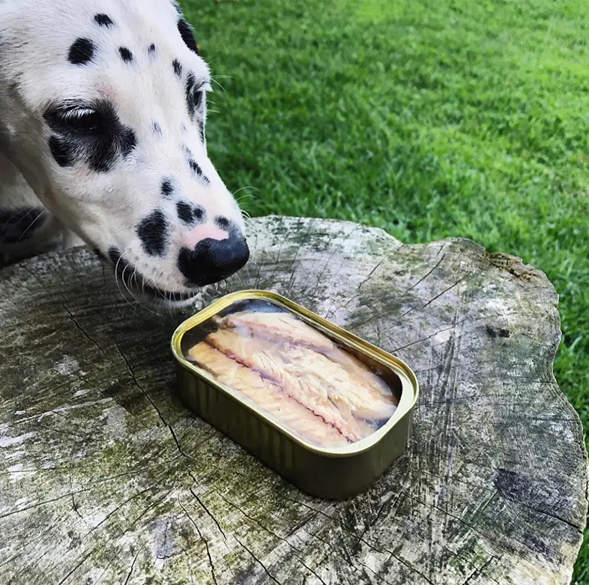 Conserves de poisson - Canumi pour chien