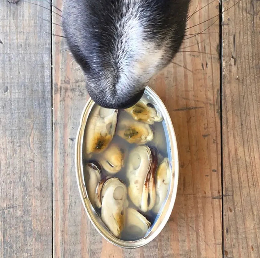 Conserves de poisson - Canumi pour chien
