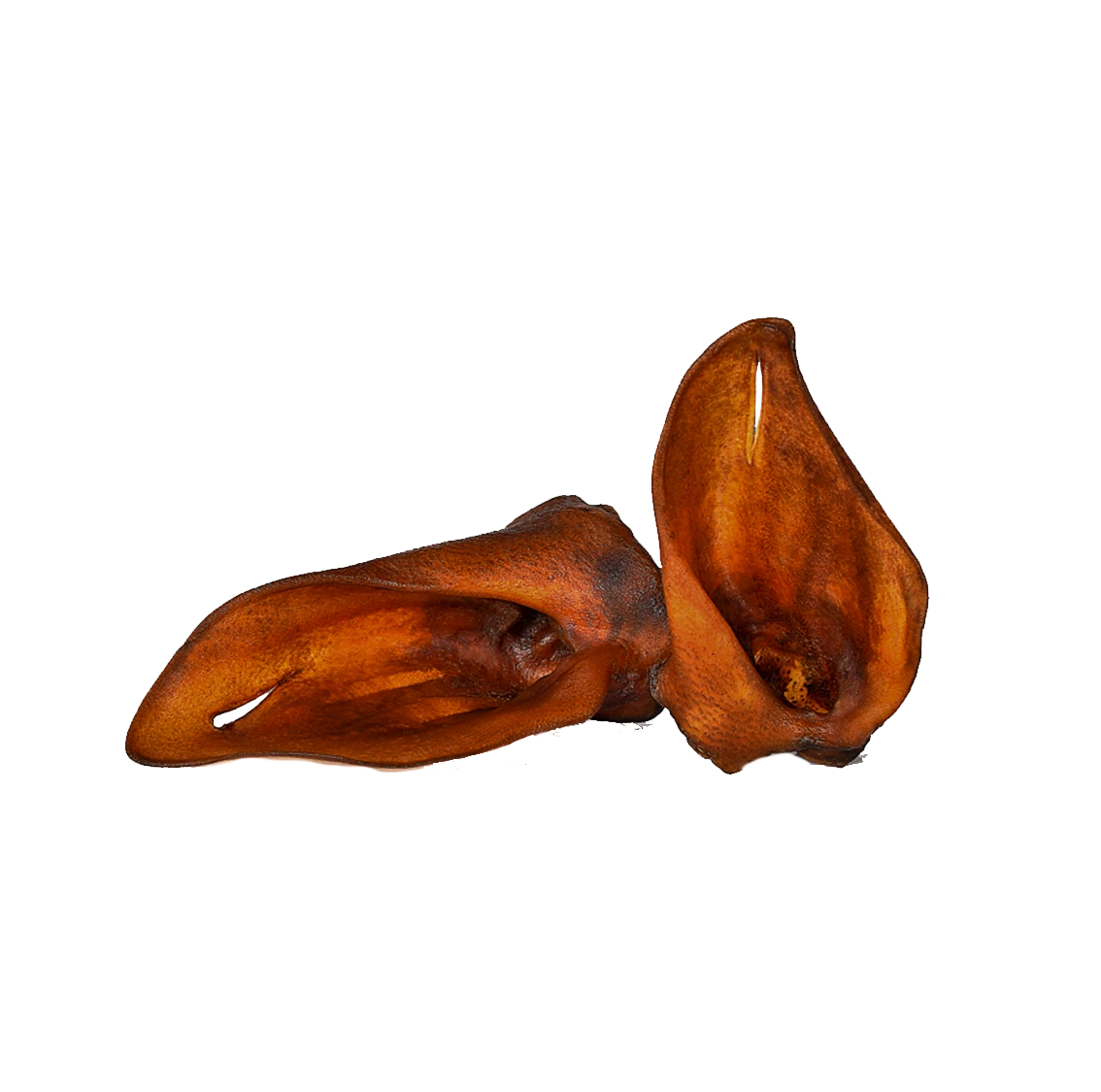 Oreilles de sanglier
