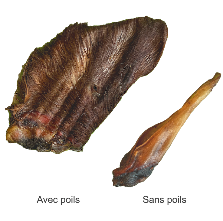 Oreilles de boeuf avec poils