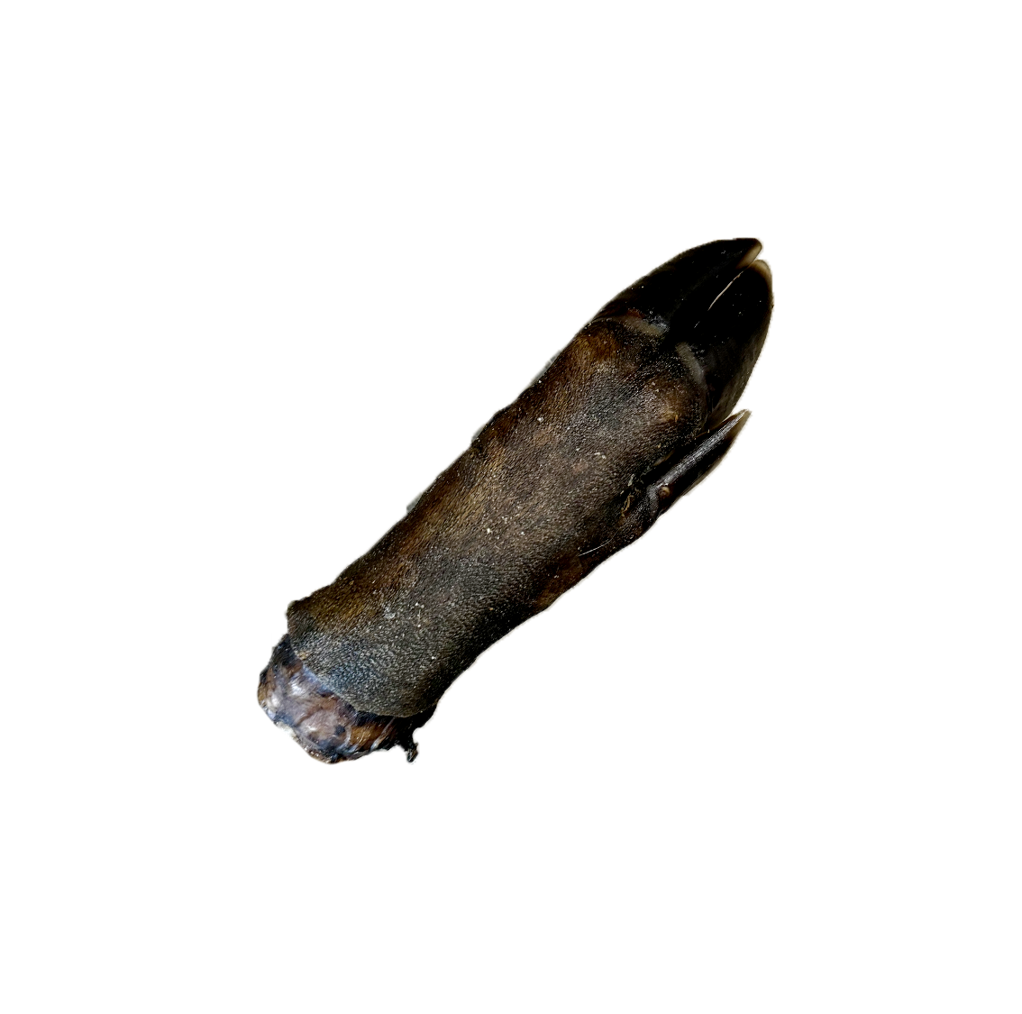 Patte de sanglier