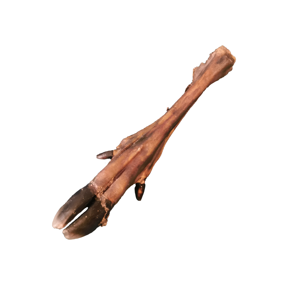 Patte de cerf