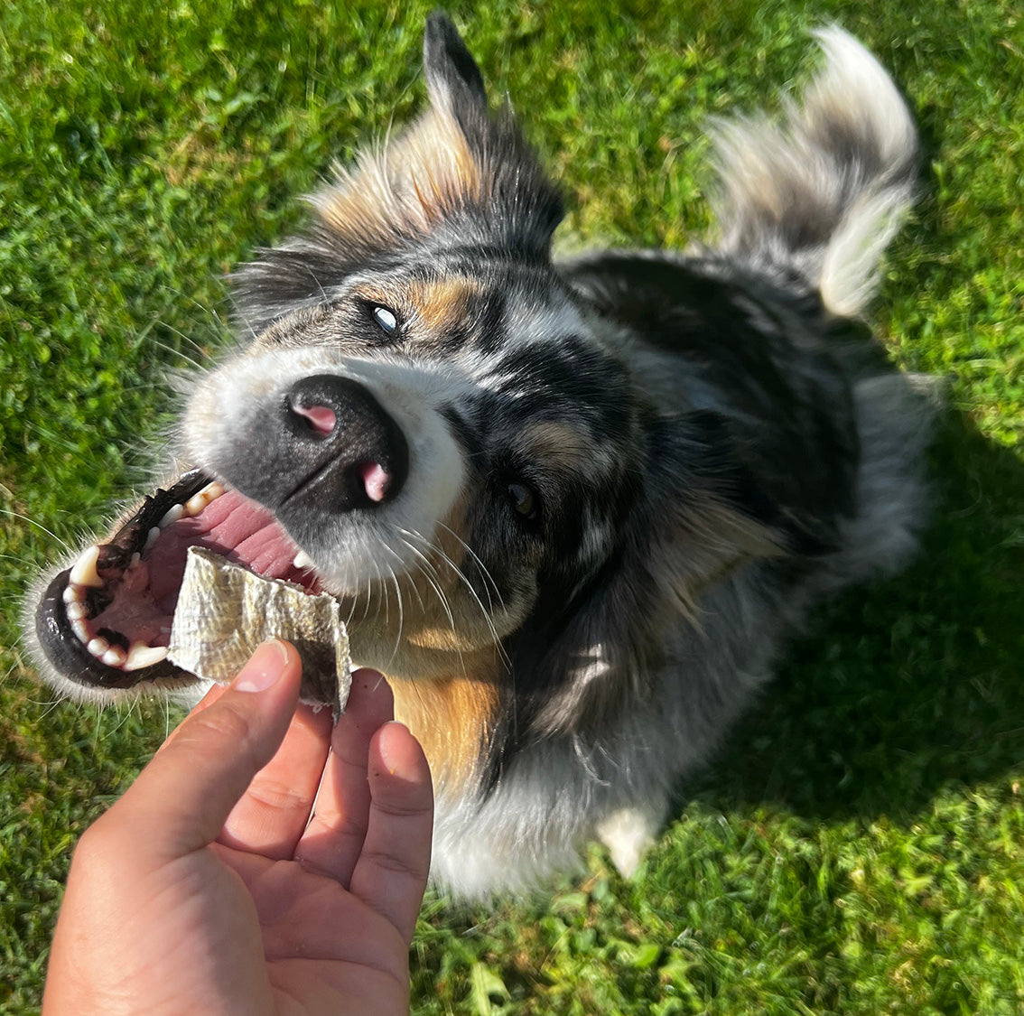 Bouchées de poisson