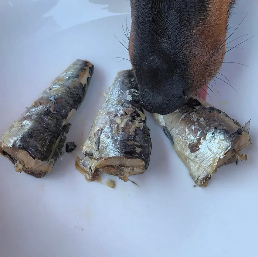 Conserves de poisson - Canumi pour chien