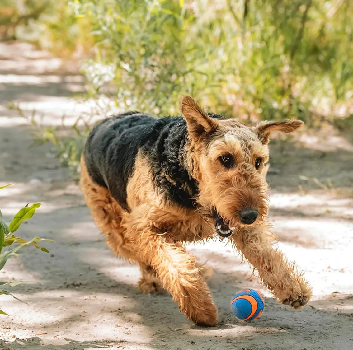 Balle Ultra Squeaker - Chuckit !