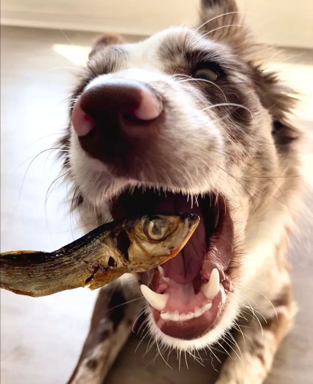 Sprats