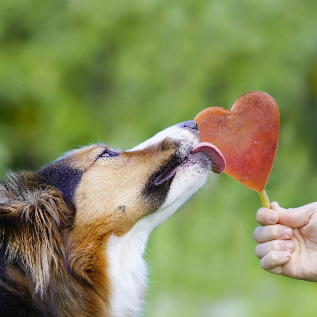 Moule à glace/gâteau - SmoothieDog