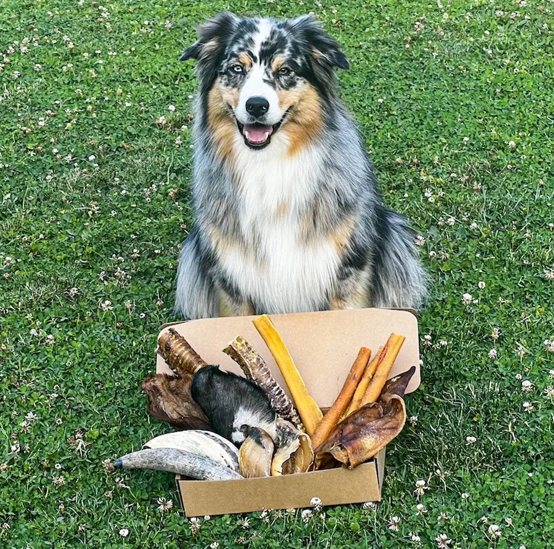 La Box pour Chien-Broyeur