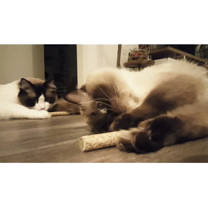 Jouets pour chat - Herbe à chat & bâton de matatabi