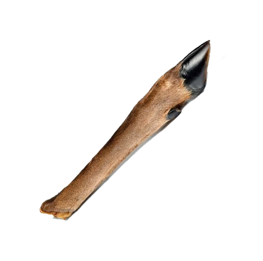 Patte de cerf avec poils