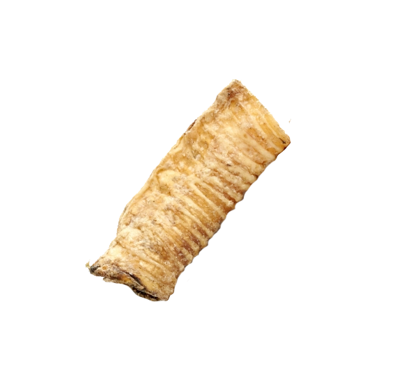 Trachées de chameau