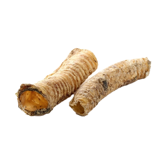 Trachées de chameau